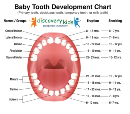 proper names of human teeth